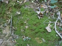 AKVARYUM TERARYUM PALUDARYUM VİVARYUM İCİN MOSS