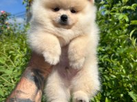 Pomeranian boo