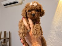 Minicik toy poodle kızlar