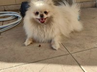 Pomeranian yavrularımız