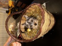 Yorkshire terrier yavru