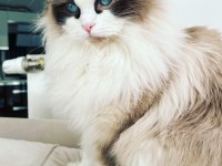 15 aylık dişi Bicolour Ragdoll