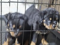 KOCA KAFA ROTTWEİLER