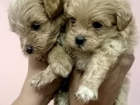 SIFIR burun maltipoo