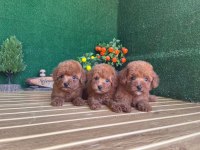 Toy Poodle Köpekler Referans Yavru