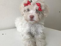 Maltese terrier bebekler