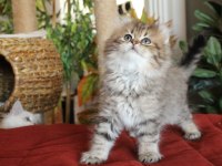 American Curl Türkiyede TEK Safkan Şecereli Zeki Oyuncu