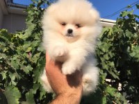 Beyaz ve Orange ayı surat pomeranian minnoşlar