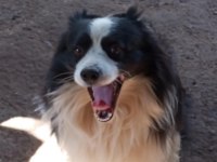 Border collie 3 aylık
