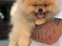 Gerçek ırk garantili pomeranian