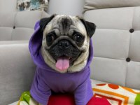 Sevimli hoş güzel pug