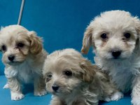 MİNİK MALTİPOO YAVRULAR İÇİN ULAŞABİLİRSİNİZ