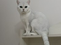 Ücretsiz sahiplendirme 3 yaşında british shorthair