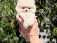 Sağlık Ve Irk Garantili Pomeranian