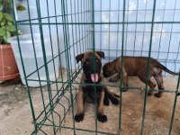 Belçika malinois dişi ve erkek mevcut