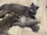 Scottish fold blue point yavrularım sahiplendirilecektir