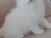 British longhair kedisi