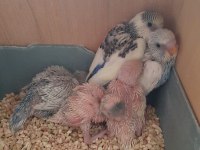 5 Adet Muhabbet Kuşu Yavrusu