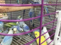 Renk güzeli rainbow muhabbet kuşu yavrular