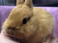 CÜCE NETHERLAND DWARF YAVRU TAVŞANLAR