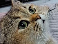 4 yaşında british shorthair dişi