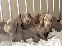 BİR ÇOK SEÇENEK İLE MİNİ DACHSHUND BEBEKLER