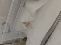 Leopard gecko 10 aylık dişi