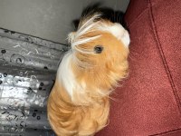 Kendi ginepig yavrusu erkek sahiplendireceğim