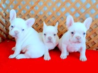 MÜKEMMEL LİLAC TAN PLATİNUM FRENCH BULLDOG YAVRULAR