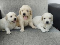 Golden bebekler