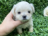 Kore Maltese yavrular