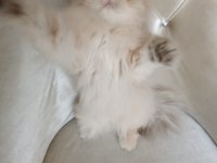 British Longhair Dişi