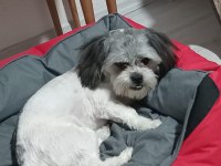 3 Yaşında Şitsu Ücretsiz İlandır