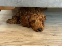 Toy poodle 4.5 aylık