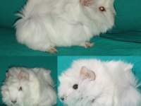 Kapıya Teslim Guinea Pig Setleri