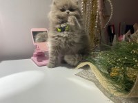 2 aylık dişi british longhair