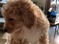 Aciliyeti var orjinal maltipoo yavruları
