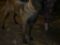 Belçika kurdu köpeğimizi sahiplendirme