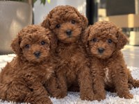Ruhsatlı İşletmeden Poodle Yavruları