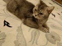 Ücretsiz Dişi British shorthair