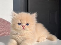 Çok Nadir Mavi Gözlü Golden Yavru Kediler