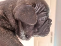 FRENCH BULLDOG YAVRU