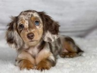 Veteriner Kontrolleri Tam, Safkan Longhair Dachshund
