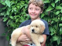 Golden Retriever Yavrularım