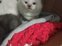 British blue point erkek yavru
