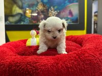 Mini boy maltese yavrumuz