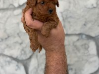 A kalite Teacup Poodle