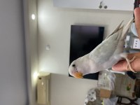 HER RENK SEVDA CENNET PAPAĞANI KUŞLAR İRİ BOY