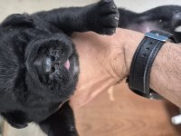 Cane corso orjinal yavrular