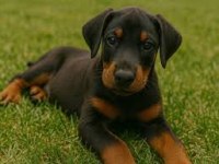 2 Aylık Siyah ve Kızılı Çivi Doberman Yavrularım